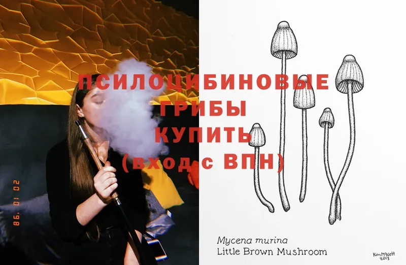 omg как войти  Дальнегорск  Галлюциногенные грибы Psilocybine cubensis 